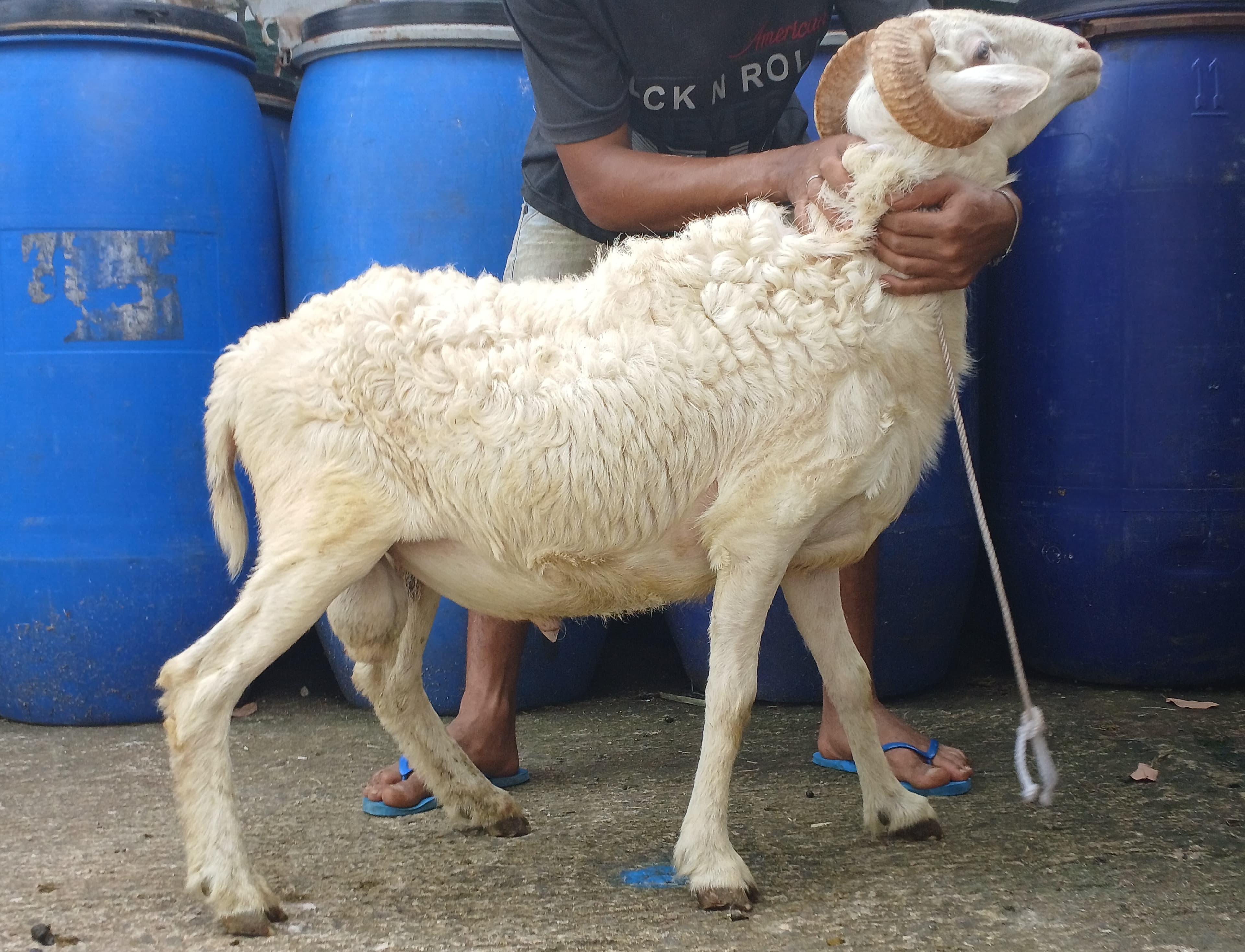 Domba Tanduk Jantan Tipe D