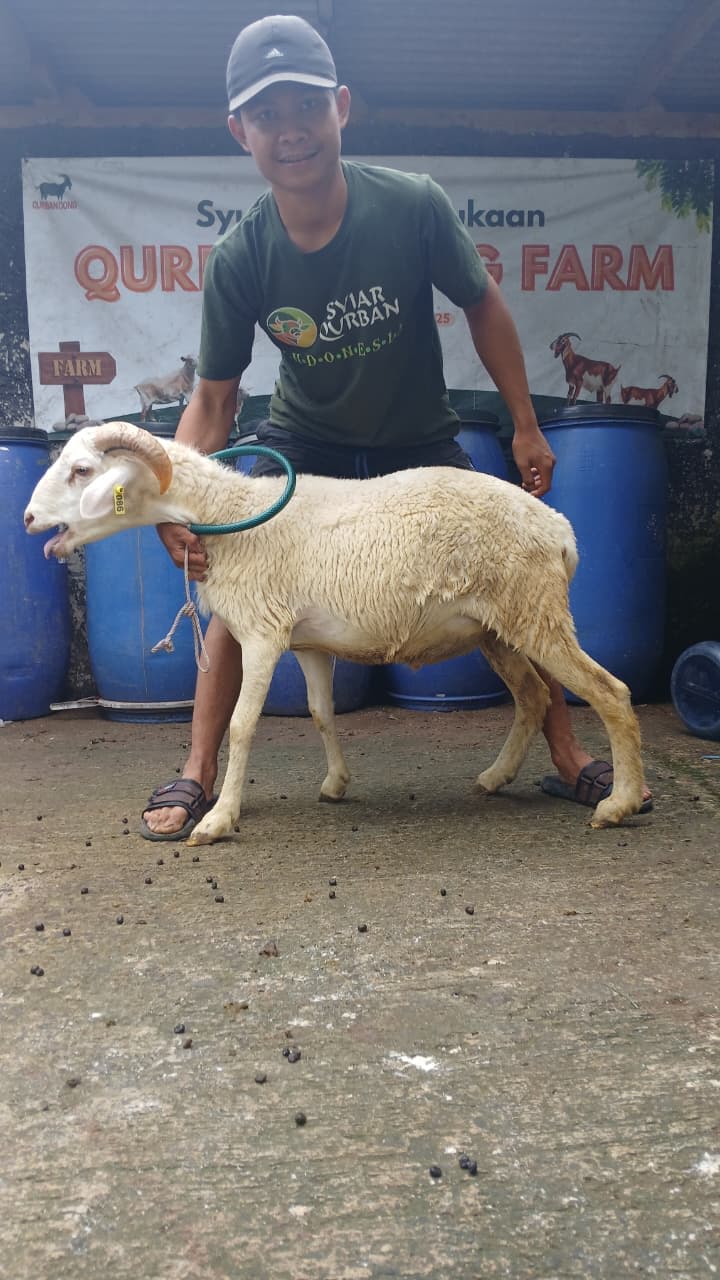 Domba ET-86 Grade E