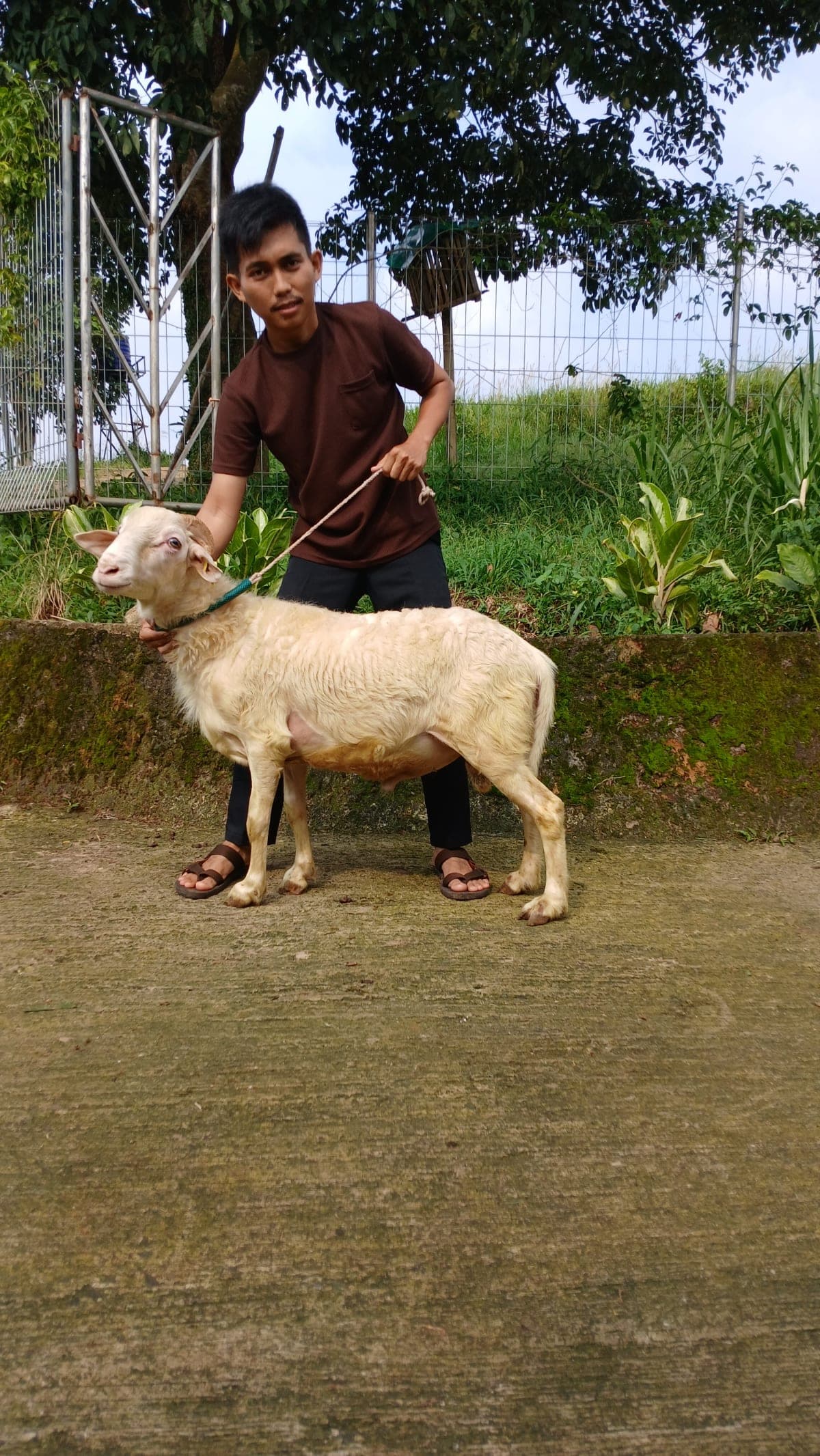 Domba ET-81 Grade E